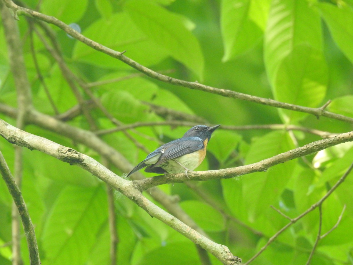 Hainan Blue Flycatcher - ML635354360