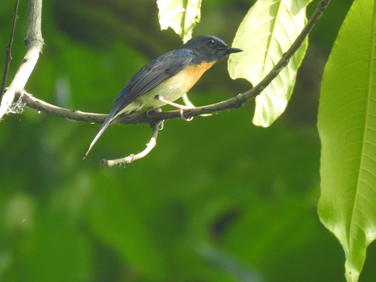 Hainan Blue Flycatcher - ML635354361