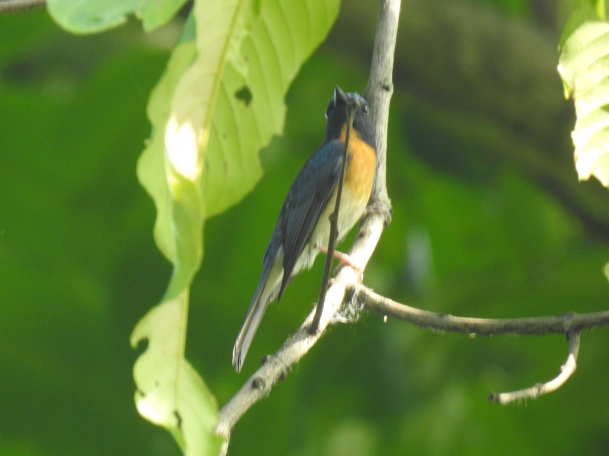 Hainan Blue Flycatcher - ML635354363