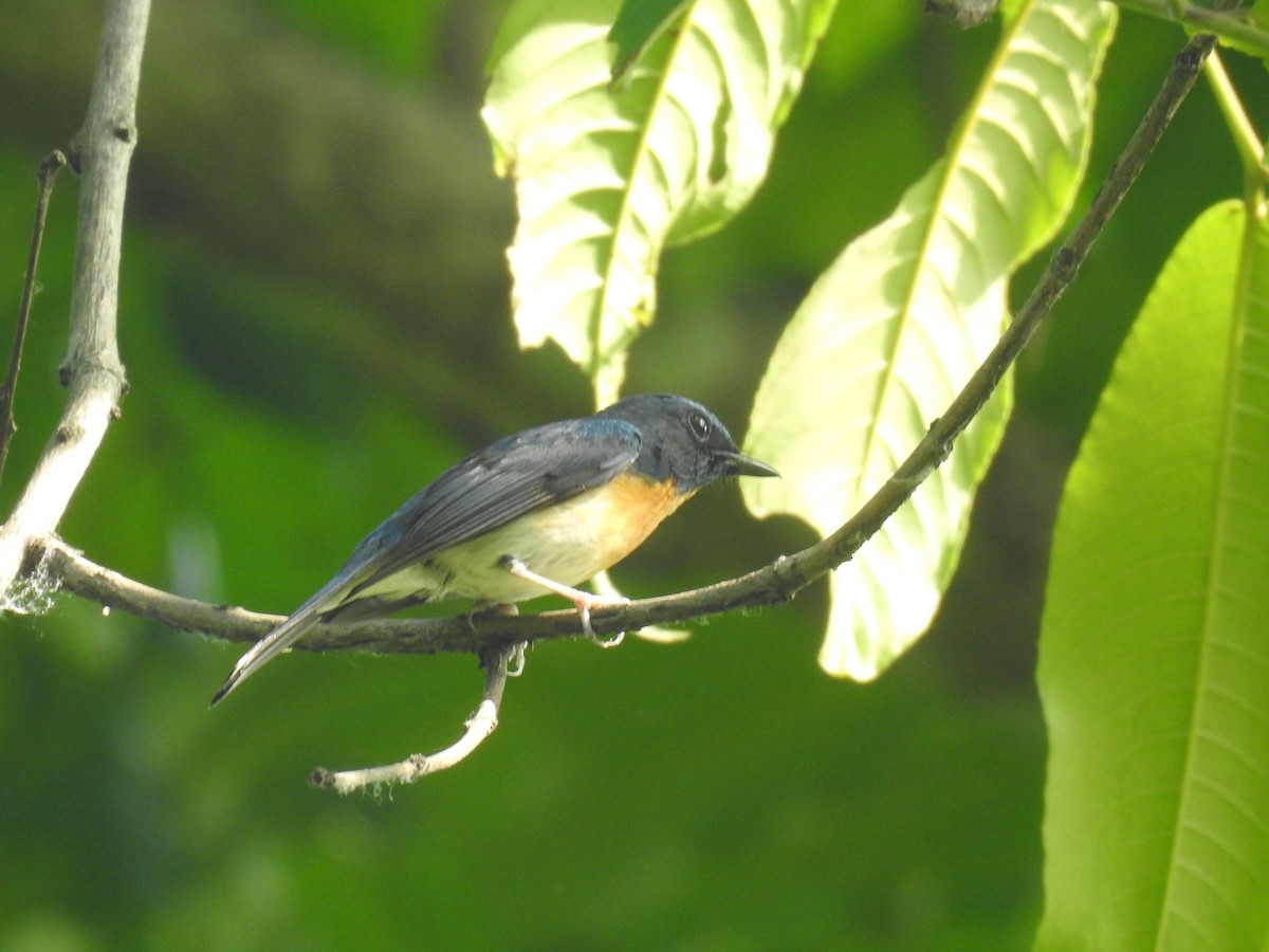 Hainan Blue Flycatcher - ML635354364