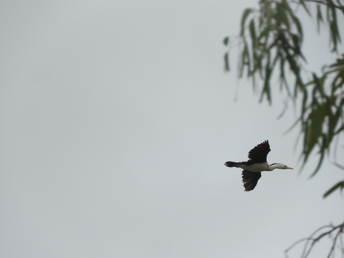 Pied Cormorant - ML635354366