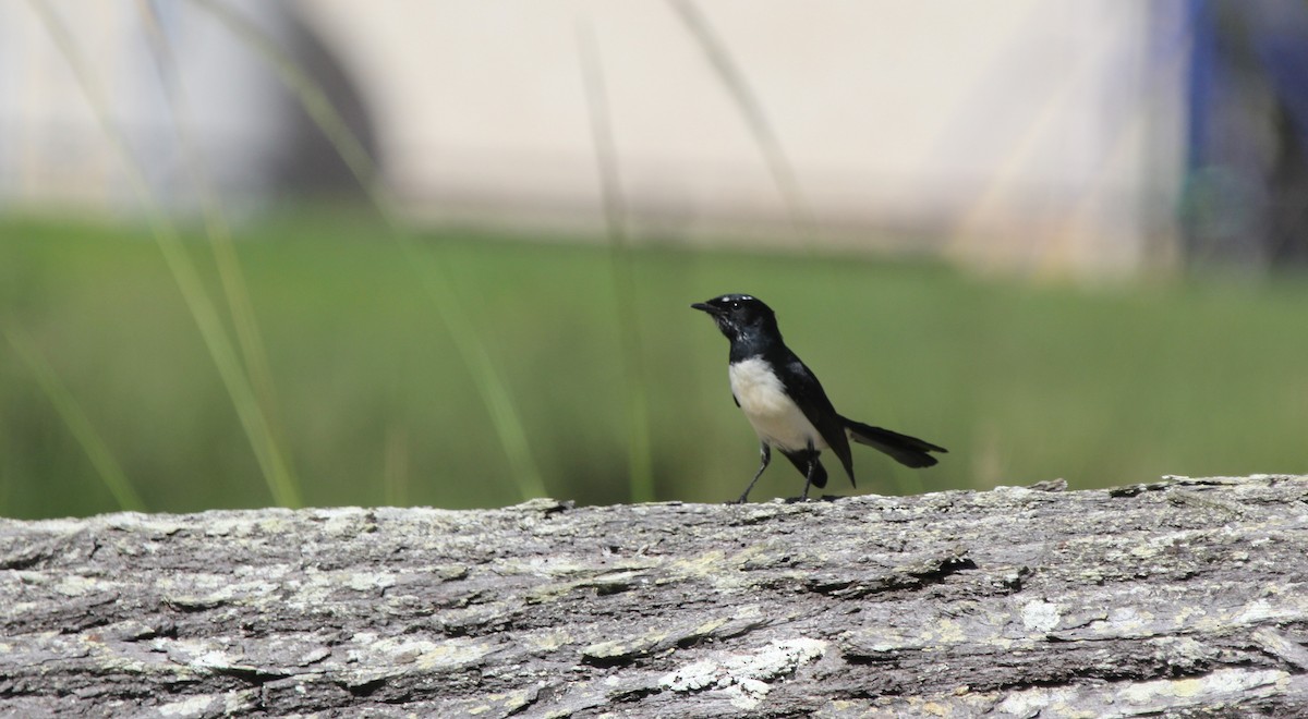 Willie-wagtail - ML635354367