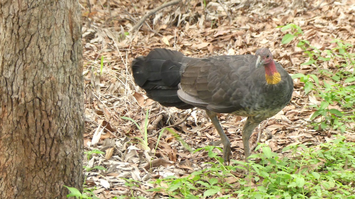 Australian Brushturkey - ML635354370