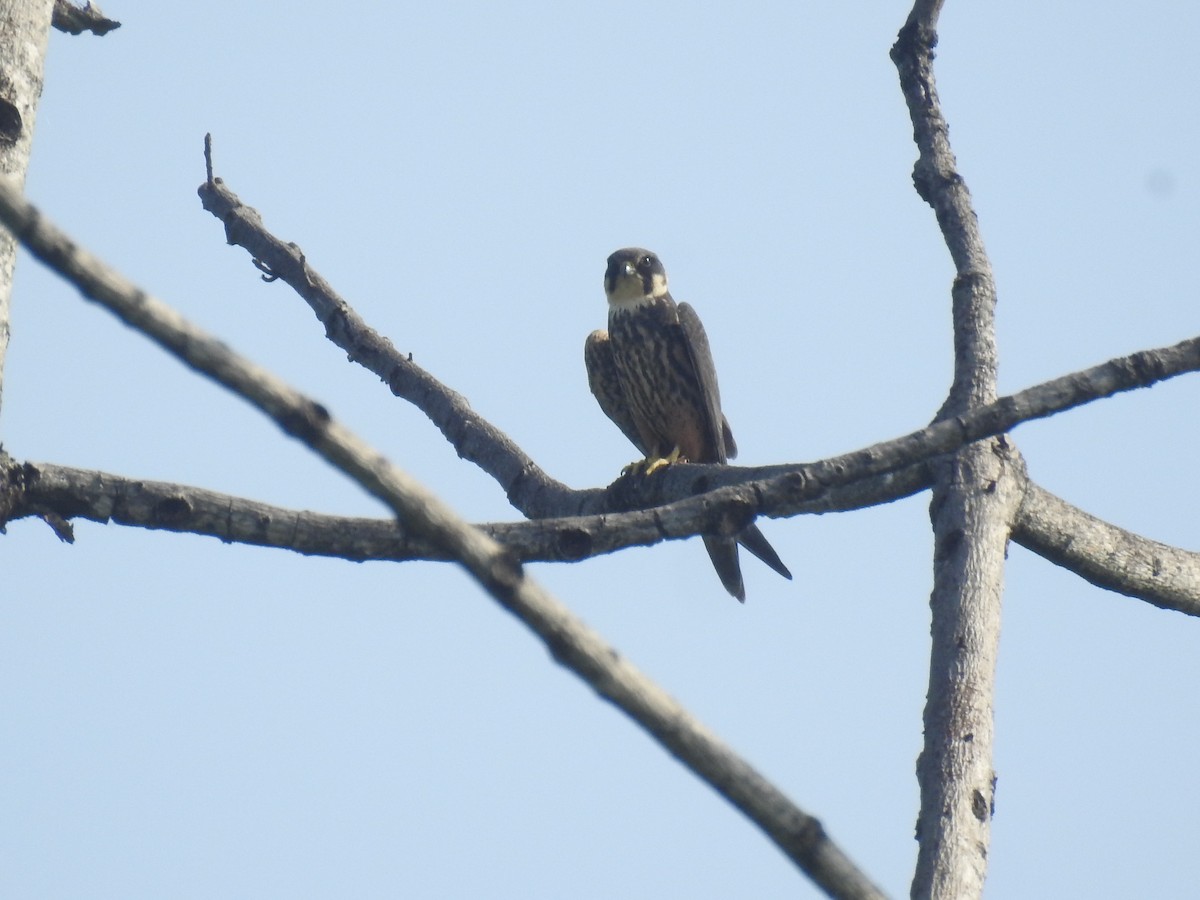 Eurasian Hobby - ML635354371