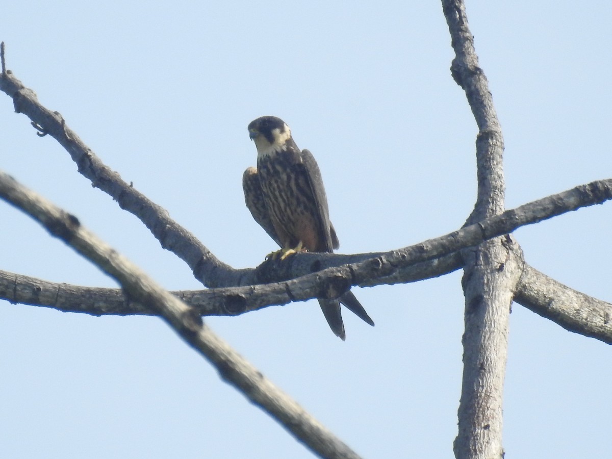 Eurasian Hobby - ML635354372