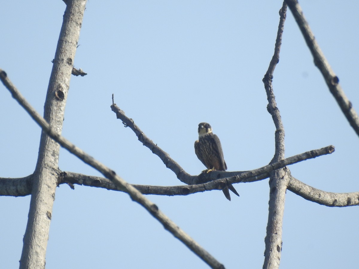 Eurasian Hobby - ML635354373