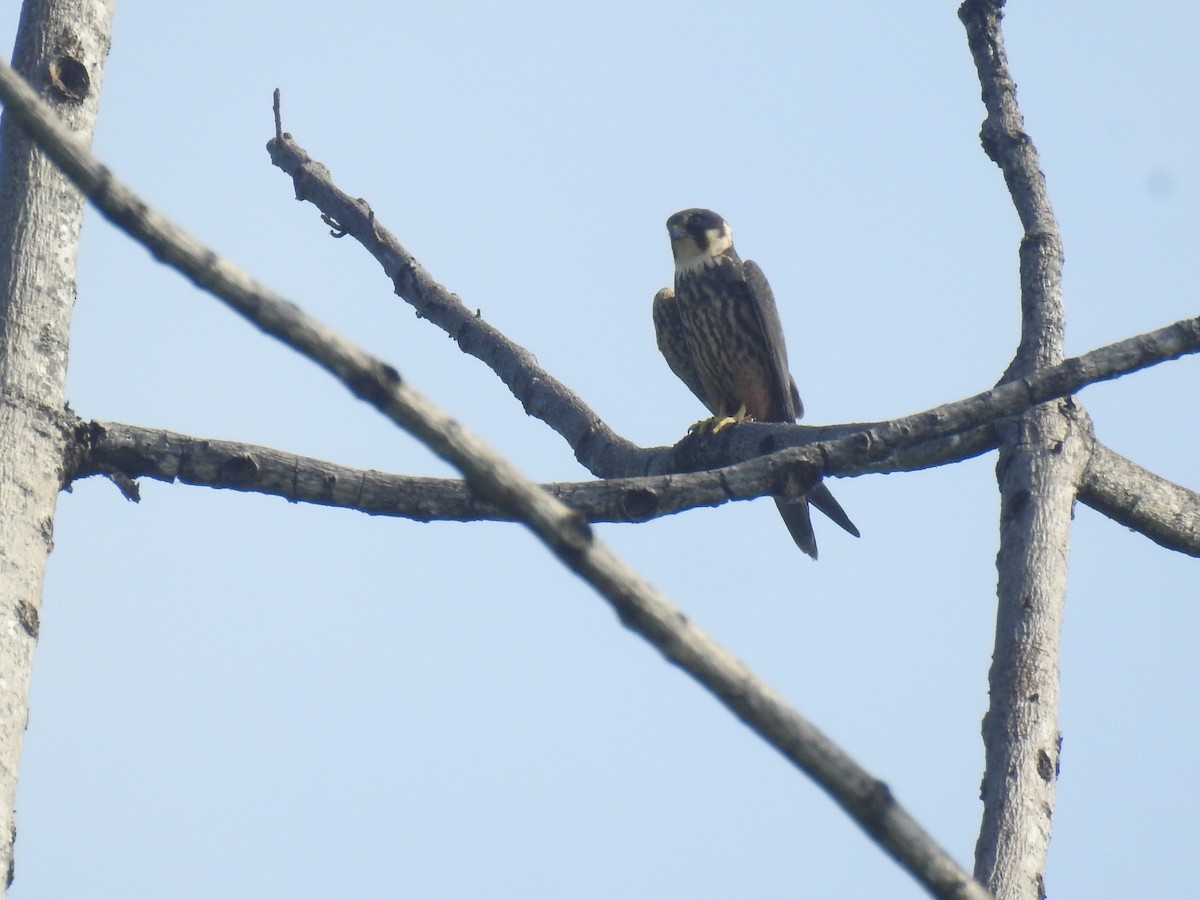 Eurasian Hobby - ML635354374