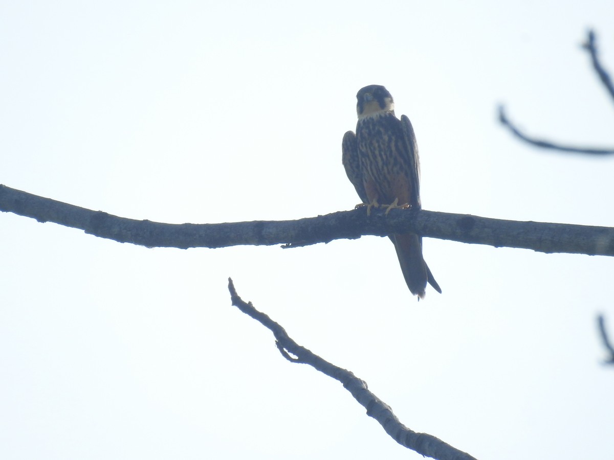Eurasian Hobby - ML635354379