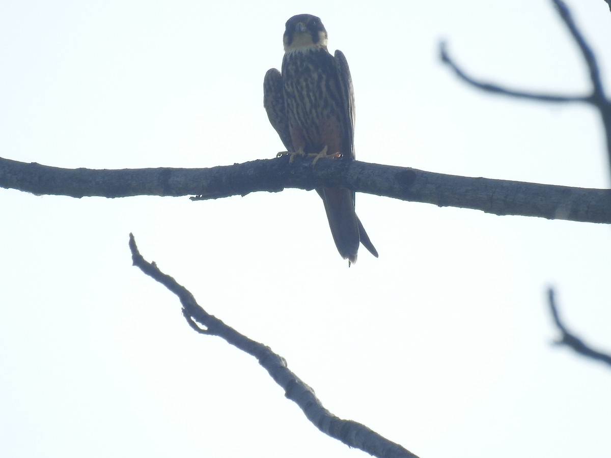 Eurasian Hobby - ML635354380