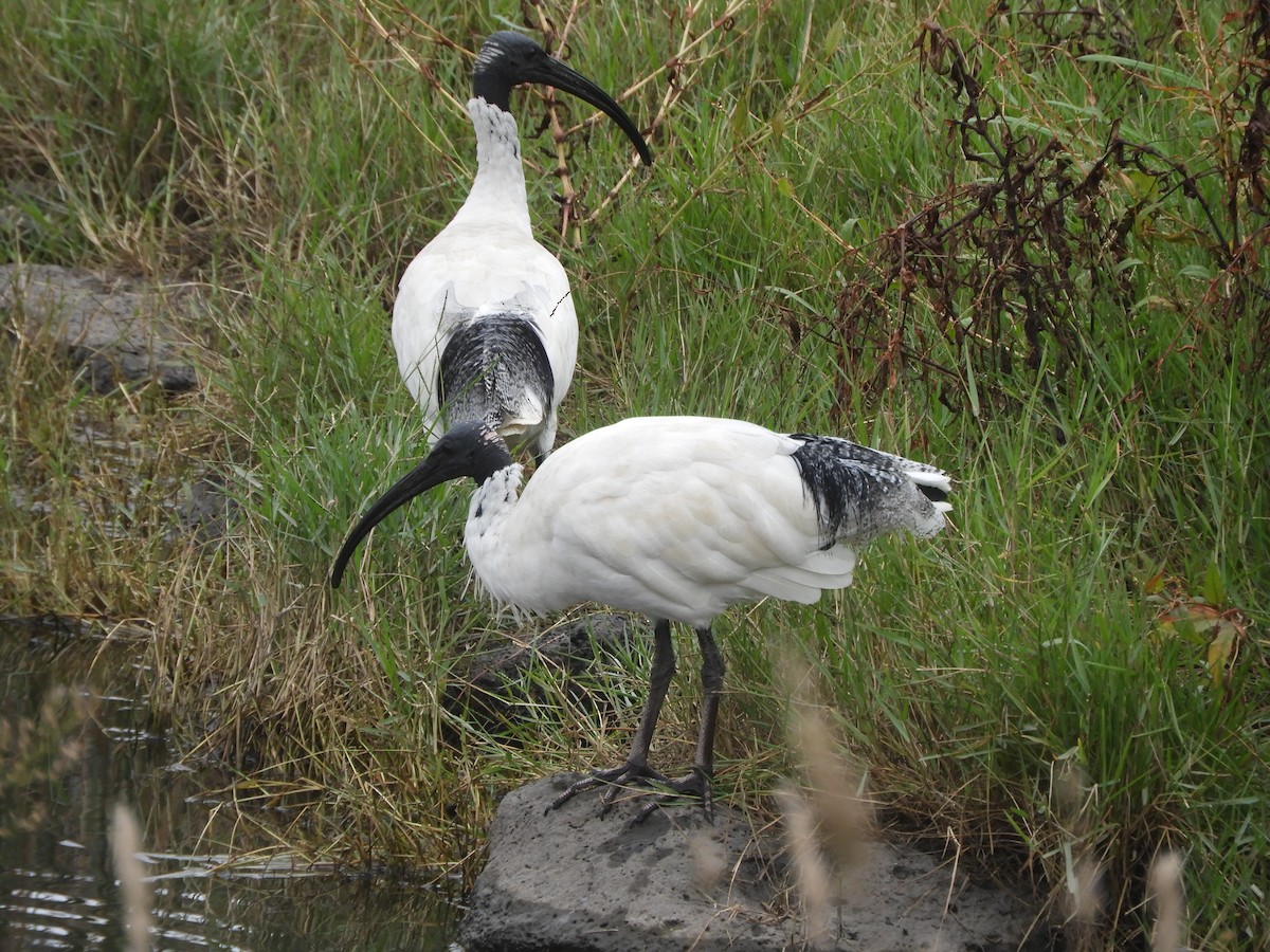 Australian Ibis - ML635354381