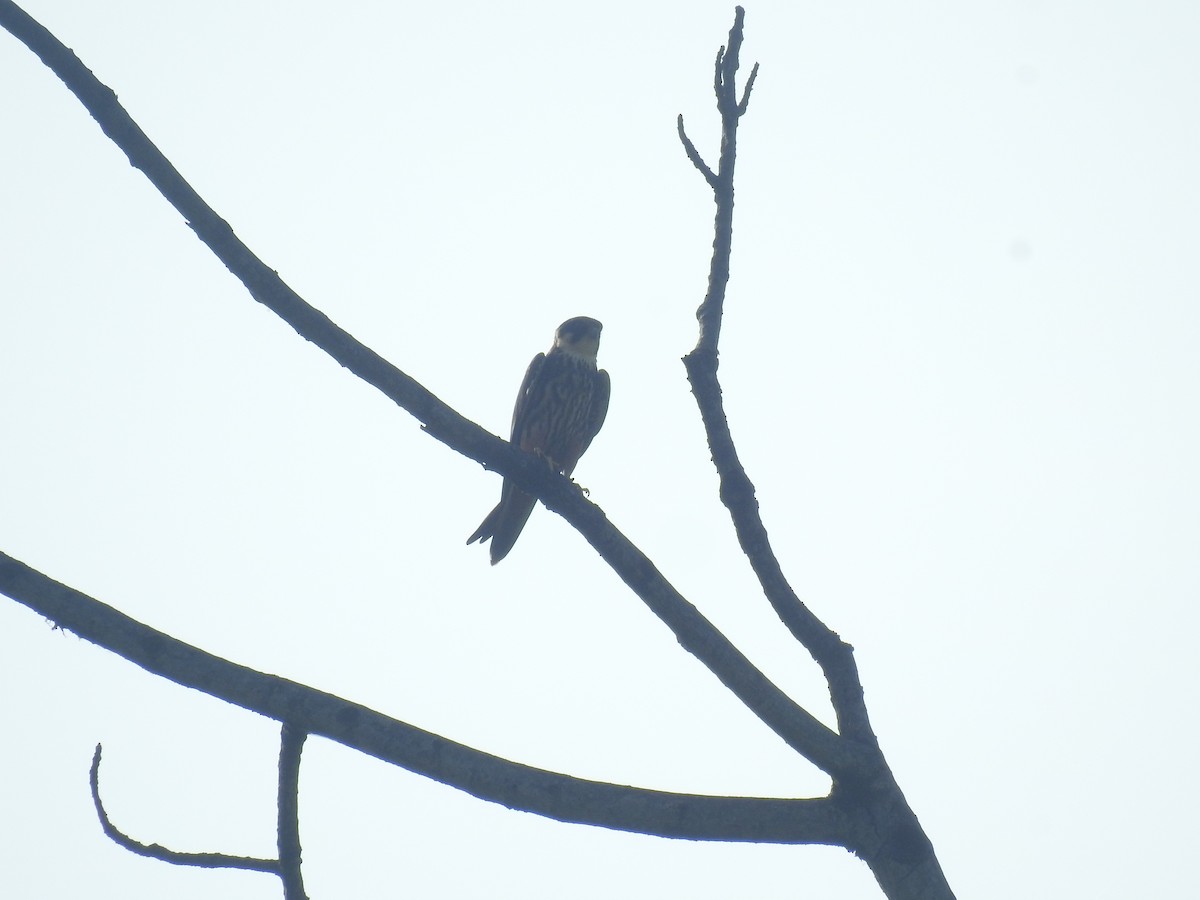 Eurasian Hobby - ML635354382