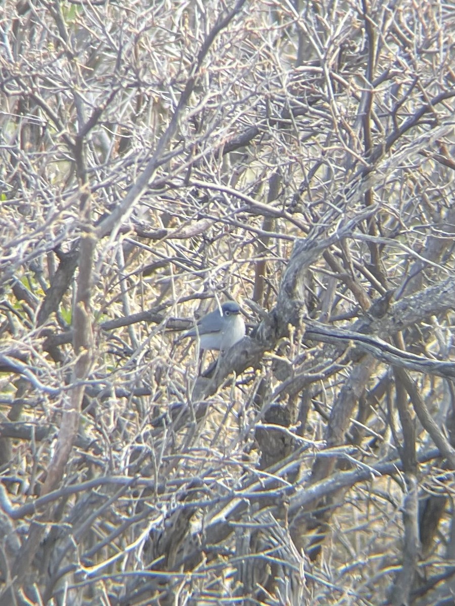 Blue-gray Gnatcatcher - ML635354384