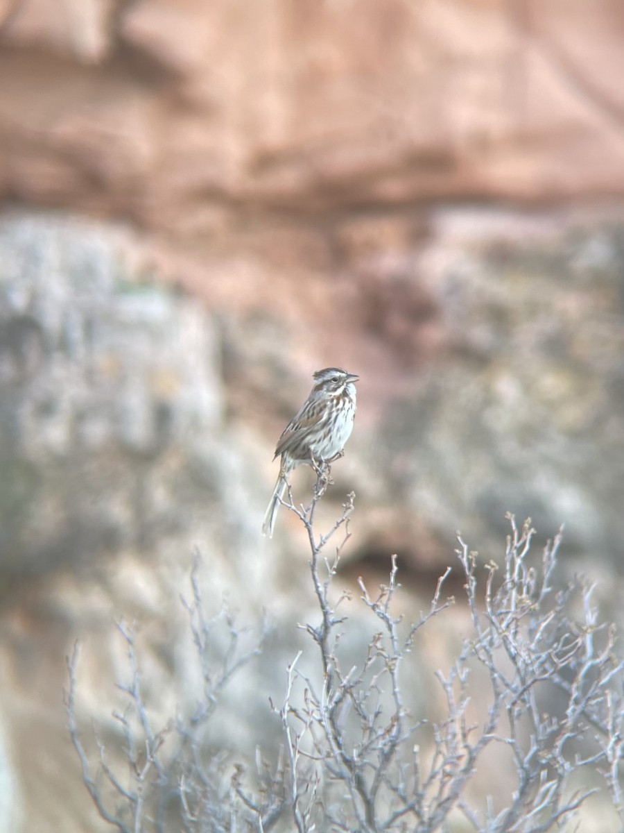 Song Sparrow - ML635354385
