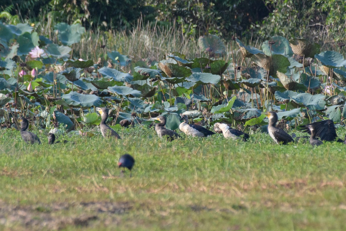 Knob-billed Duck - ML635354386
