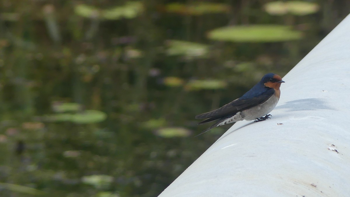 Welcome Swallow - ML635354388