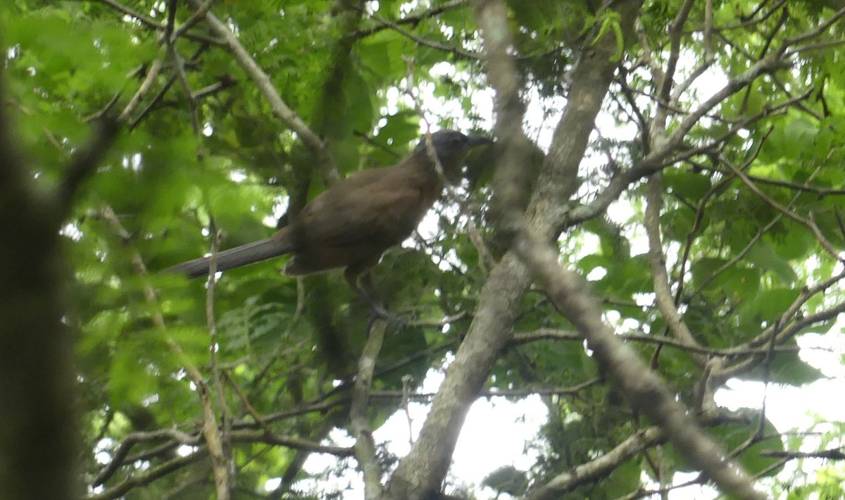 Gray-capped Cuckoo - ML635354389