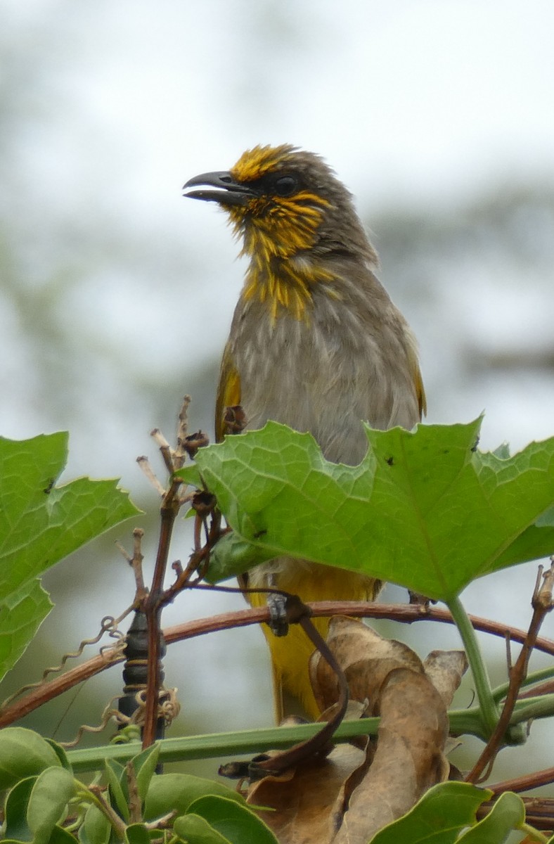 Stripe-throated Bulbul - ML635354390