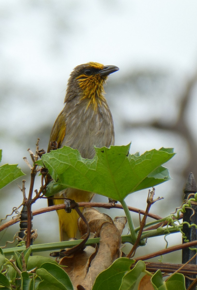 Stripe-throated Bulbul - ML635354391