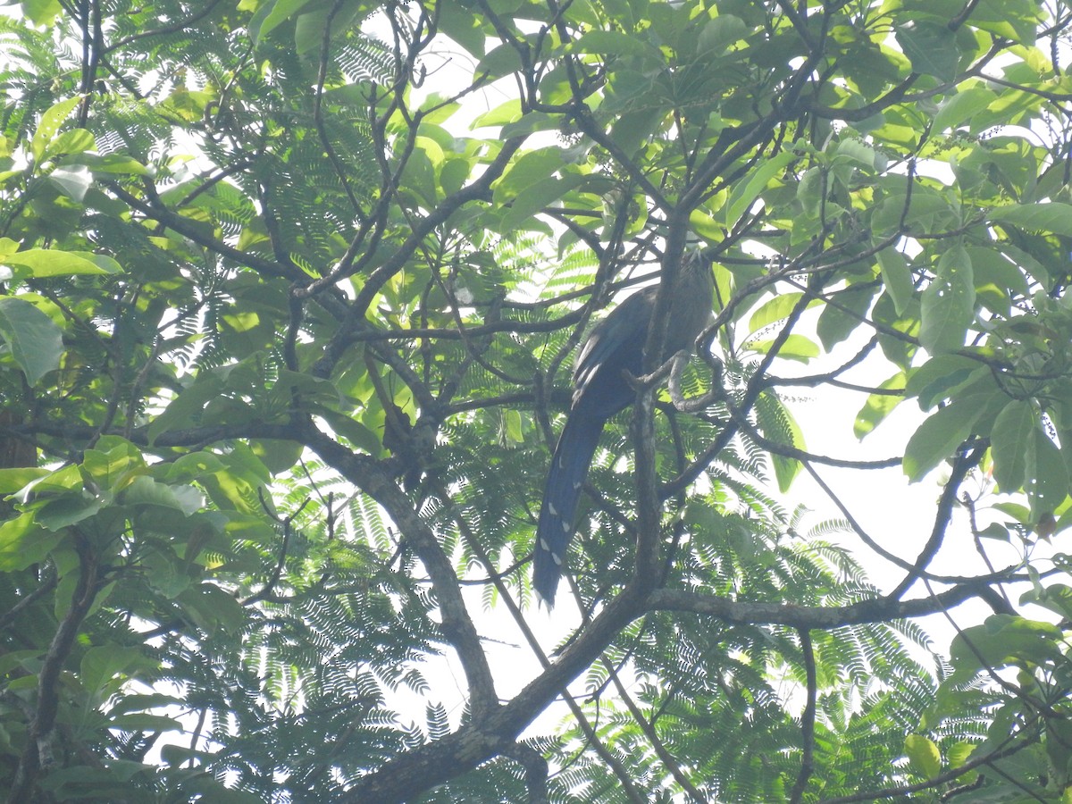 Green-billed Malkoha - ML635354392