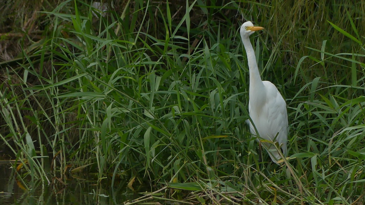 Plumed Egret - ML635354393