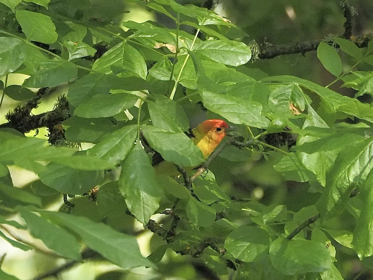 Western Tanager - ML635354429