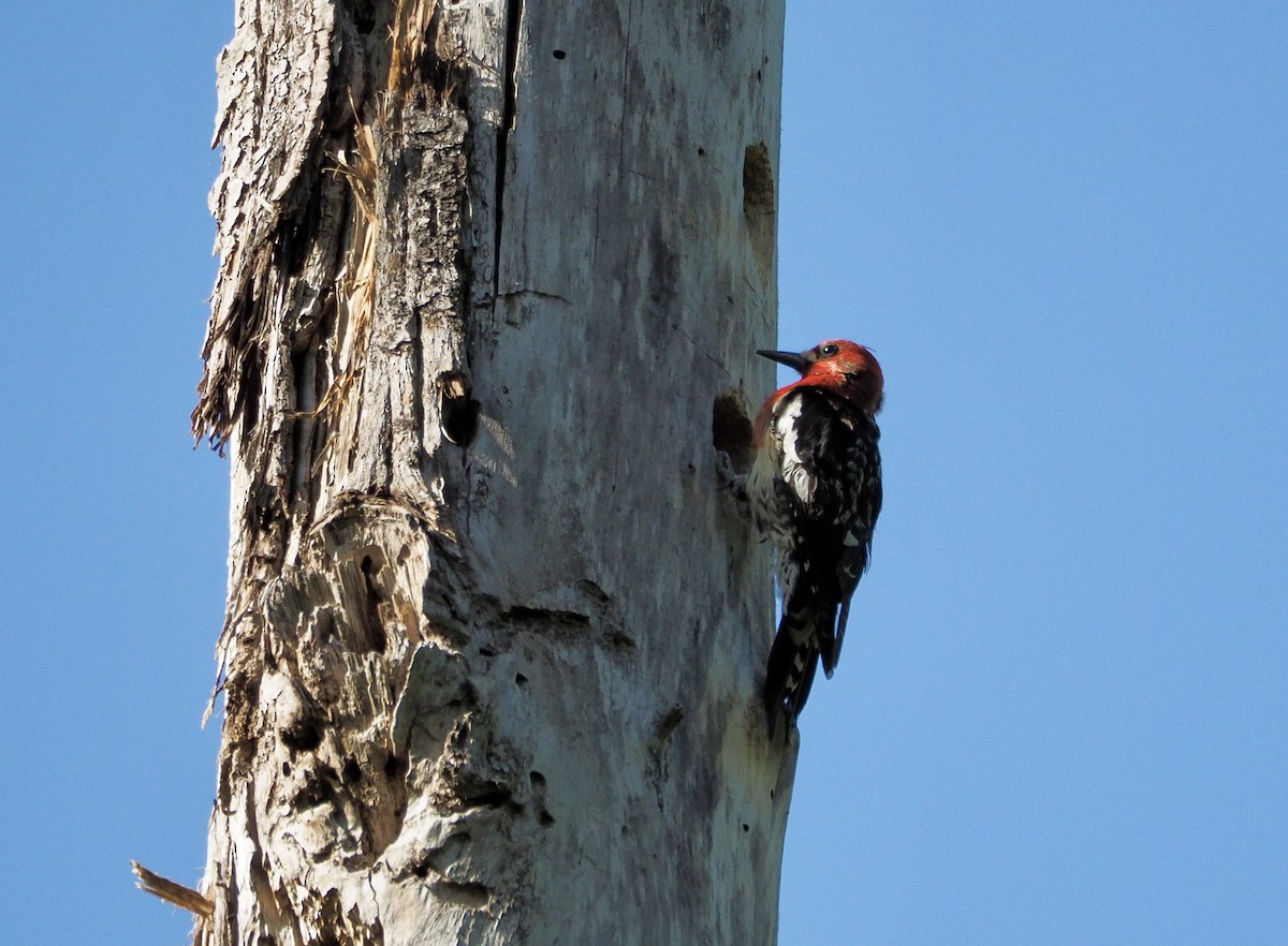 Red-breasted Sapsucker - ML635354431