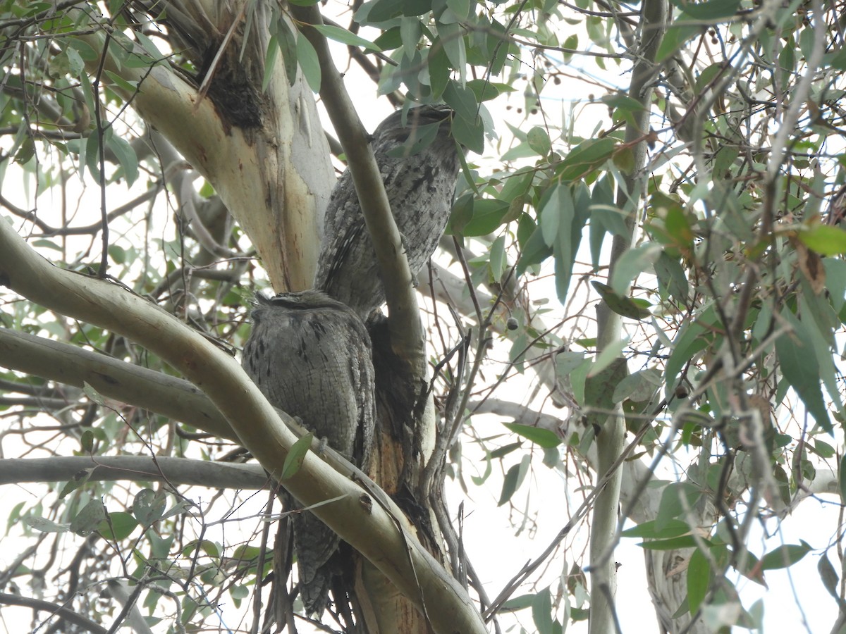 Tawny Frogmouth - ML635354435