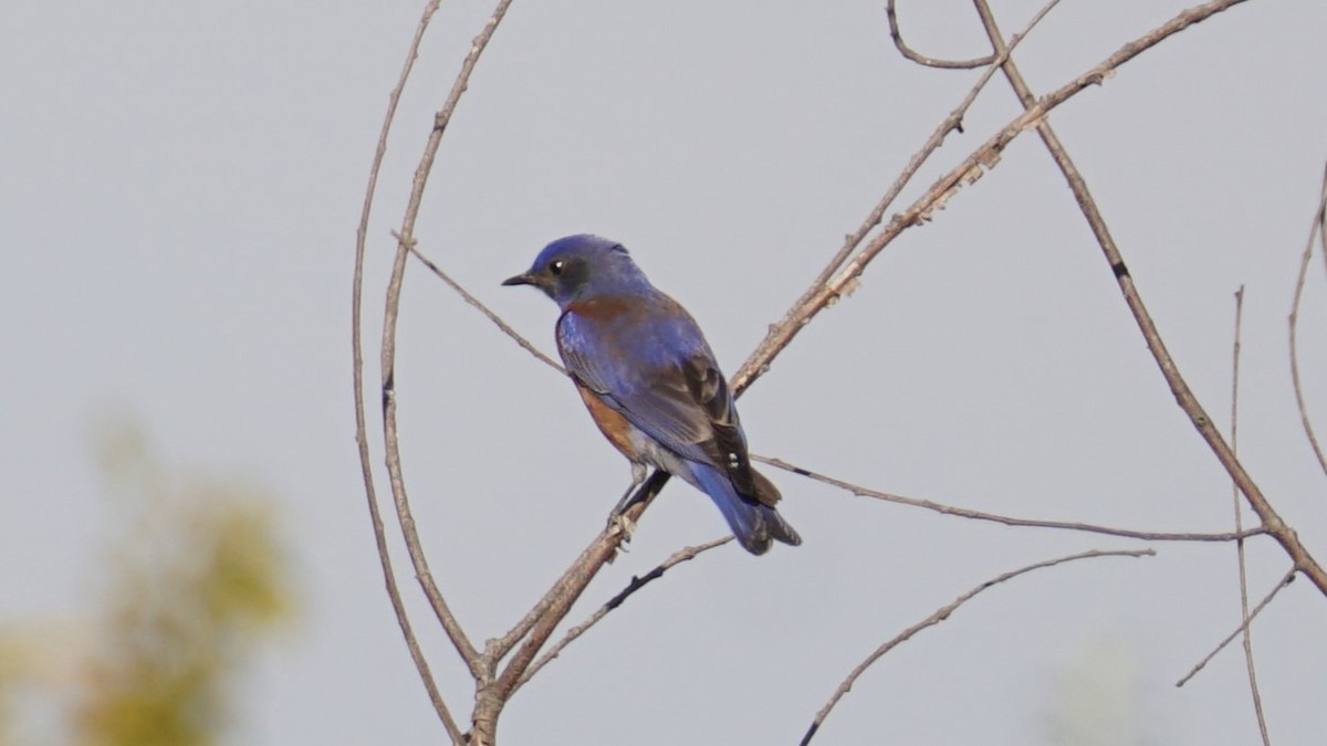 Western Bluebird - ML635354436