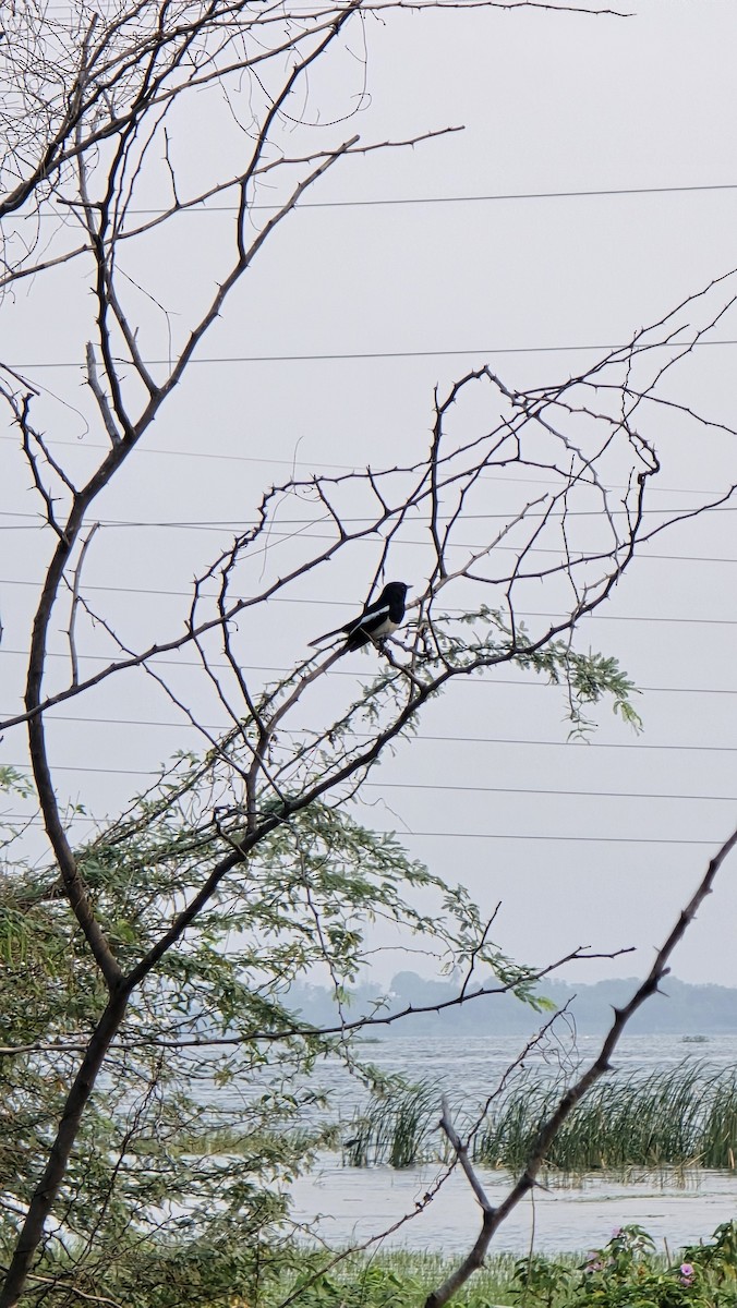 Oriental Magpie-Robin - ML635354440