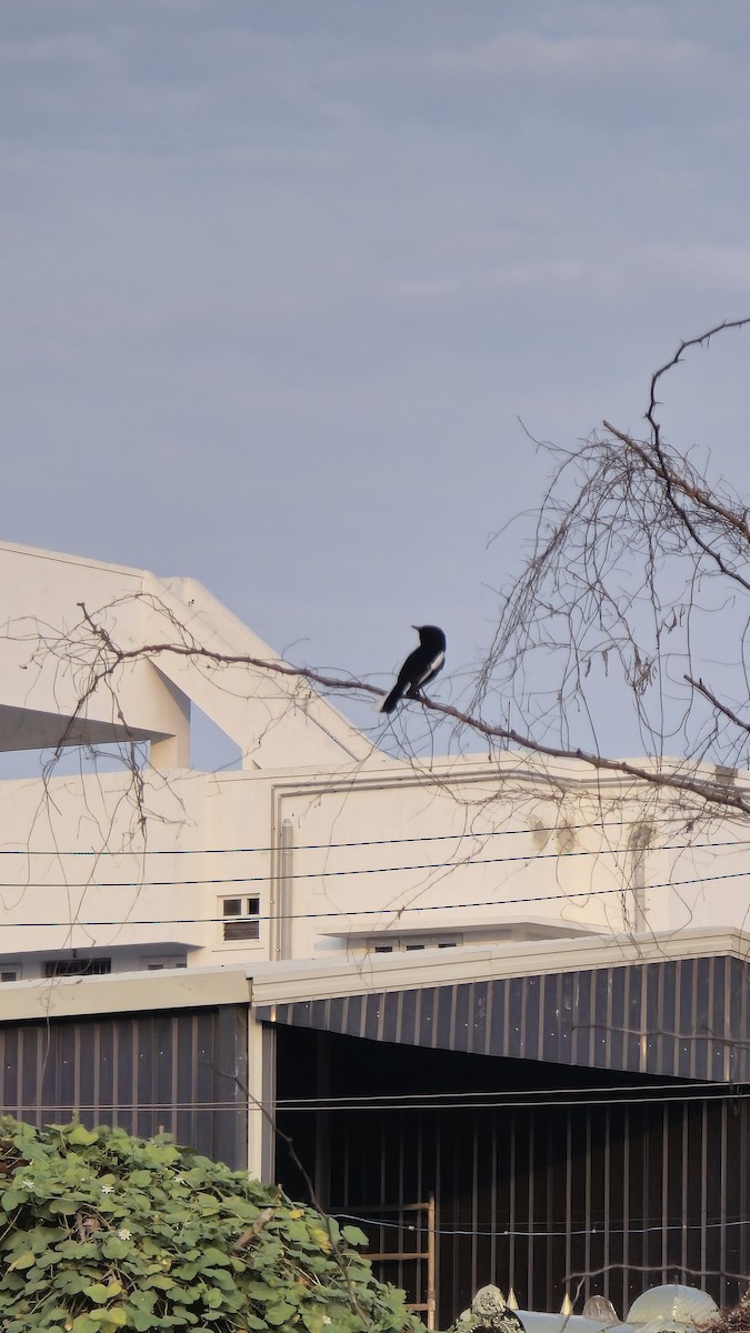Oriental Magpie-Robin - ML635354441