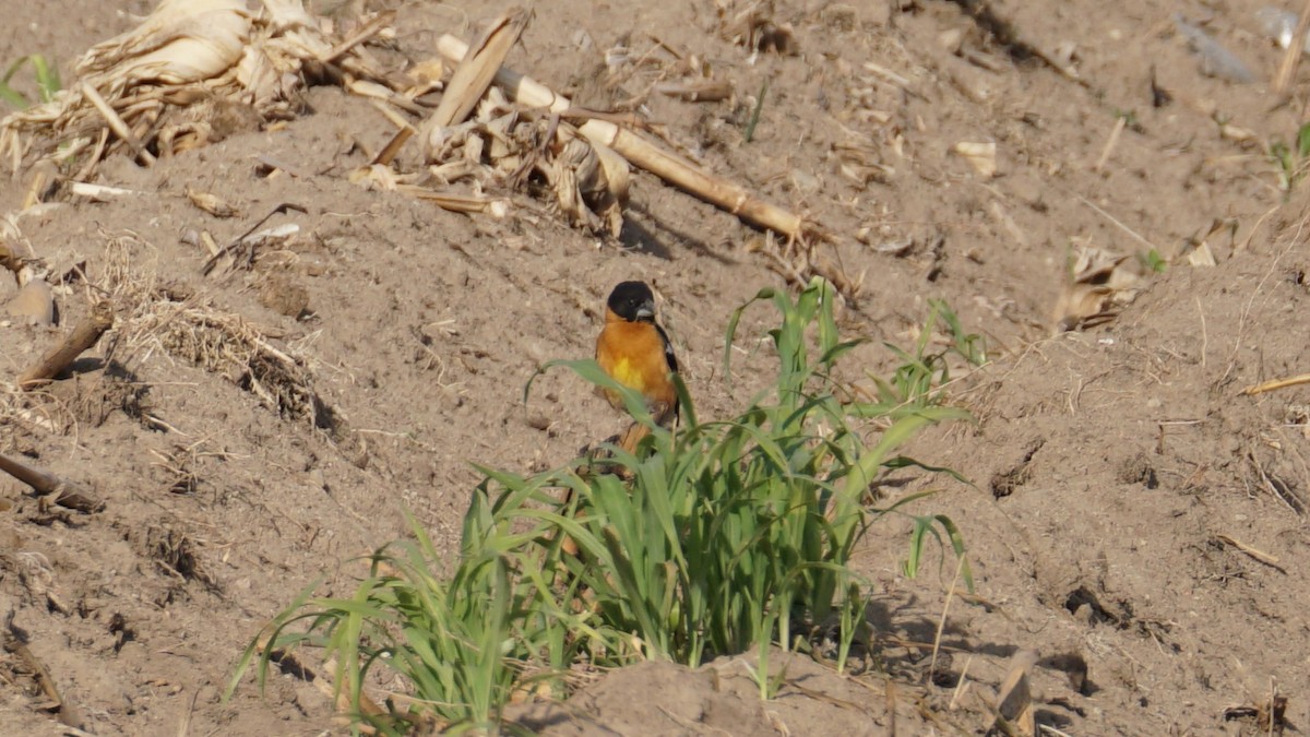 Black-headed Grosbeak - ML635354442