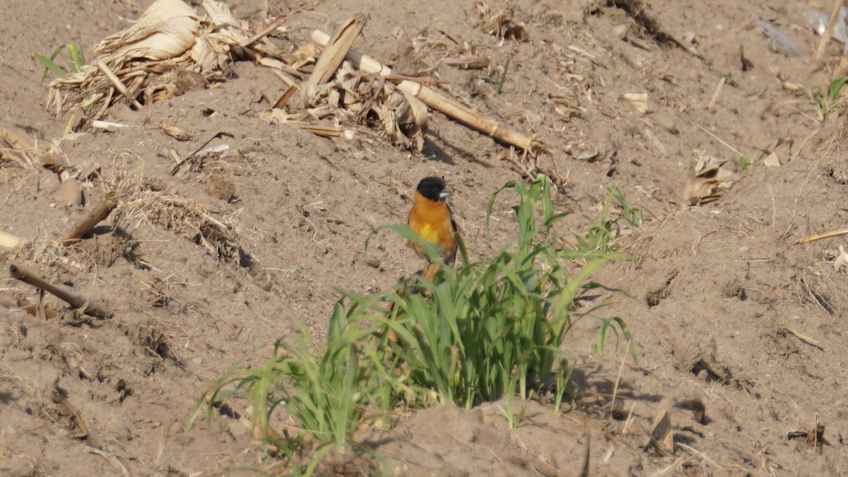 Black-headed Grosbeak - ML635354443