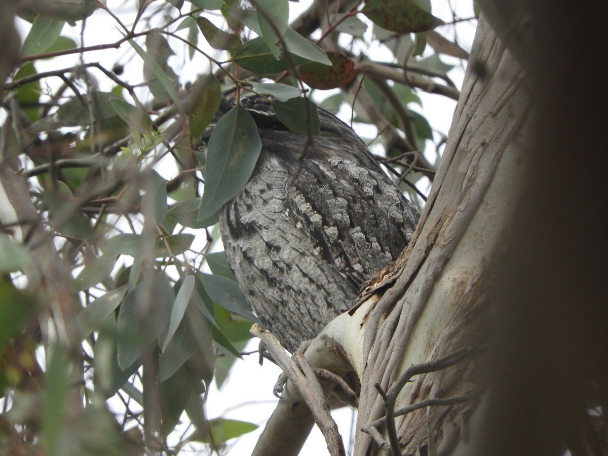 Tawny Frogmouth - ML635354444