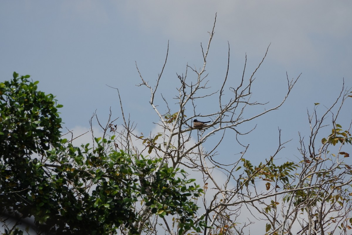 Königsdrongo - ML635354510