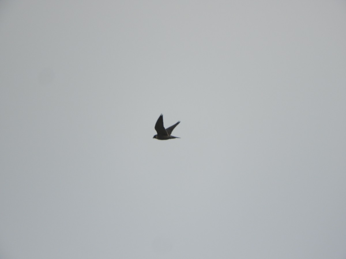 Peregrine Falcon - ML635354513