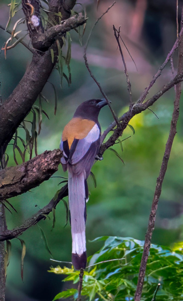 Rufous Treepie - ML635354516
