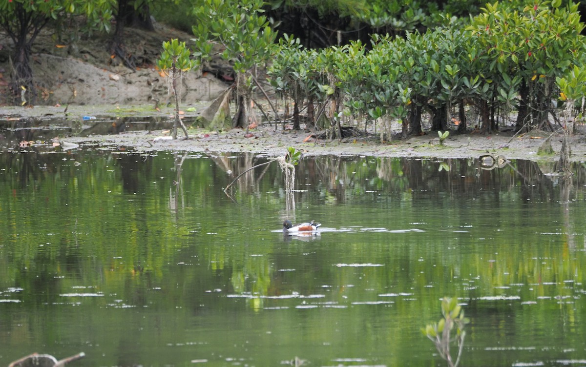 Northern Shoveler - ML635354521