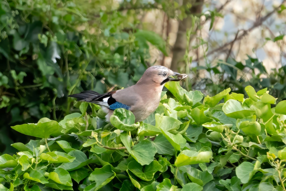 Eurasian Jay - ML635354526