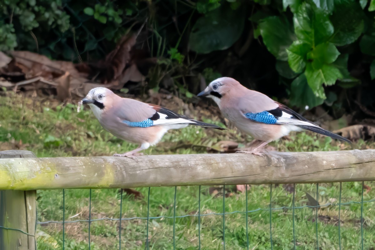 Eurasian Jay - ML635354527