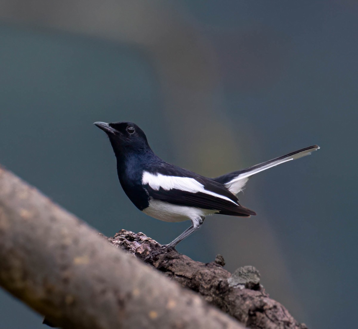 Oriental Magpie-Robin - ML635354545