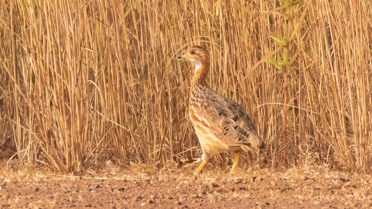 White-throated Francolin (White-throated) - ML635354560