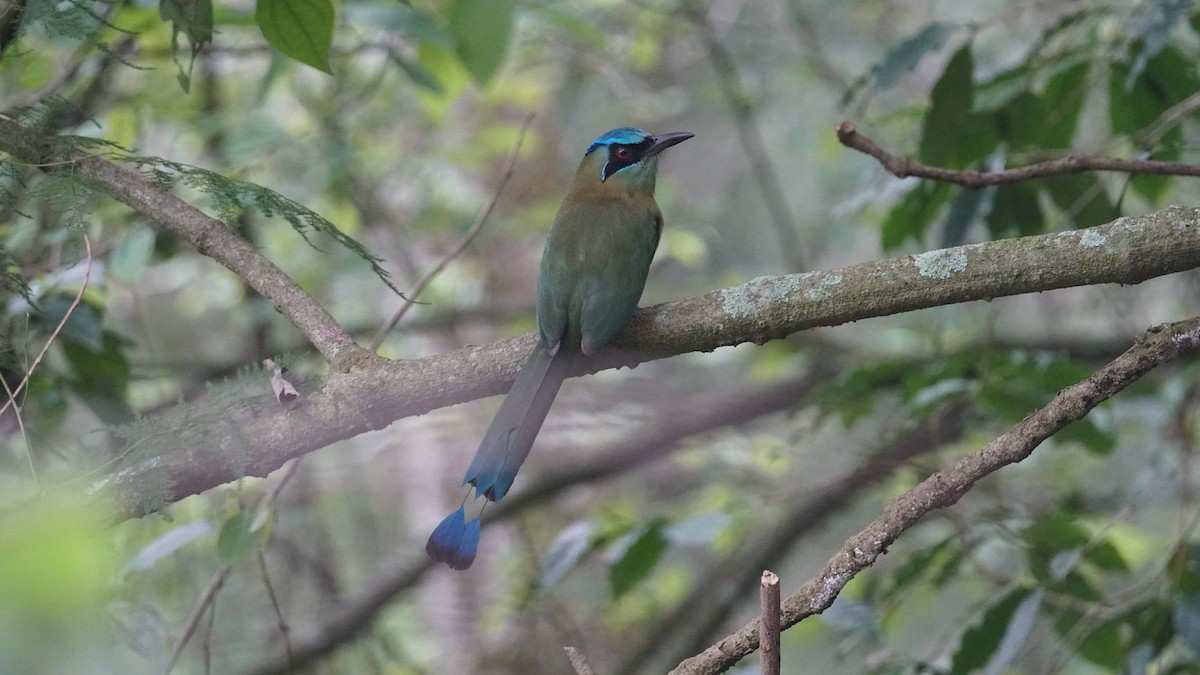 Blue-capped Motmot - ML635354576