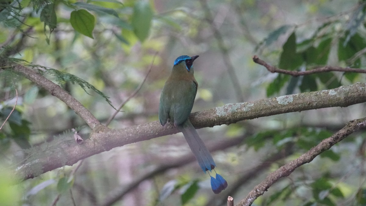 Blue-capped Motmot - ML635354577
