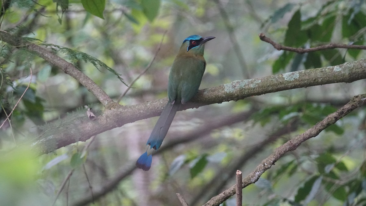 Blue-capped Motmot - ML635354578