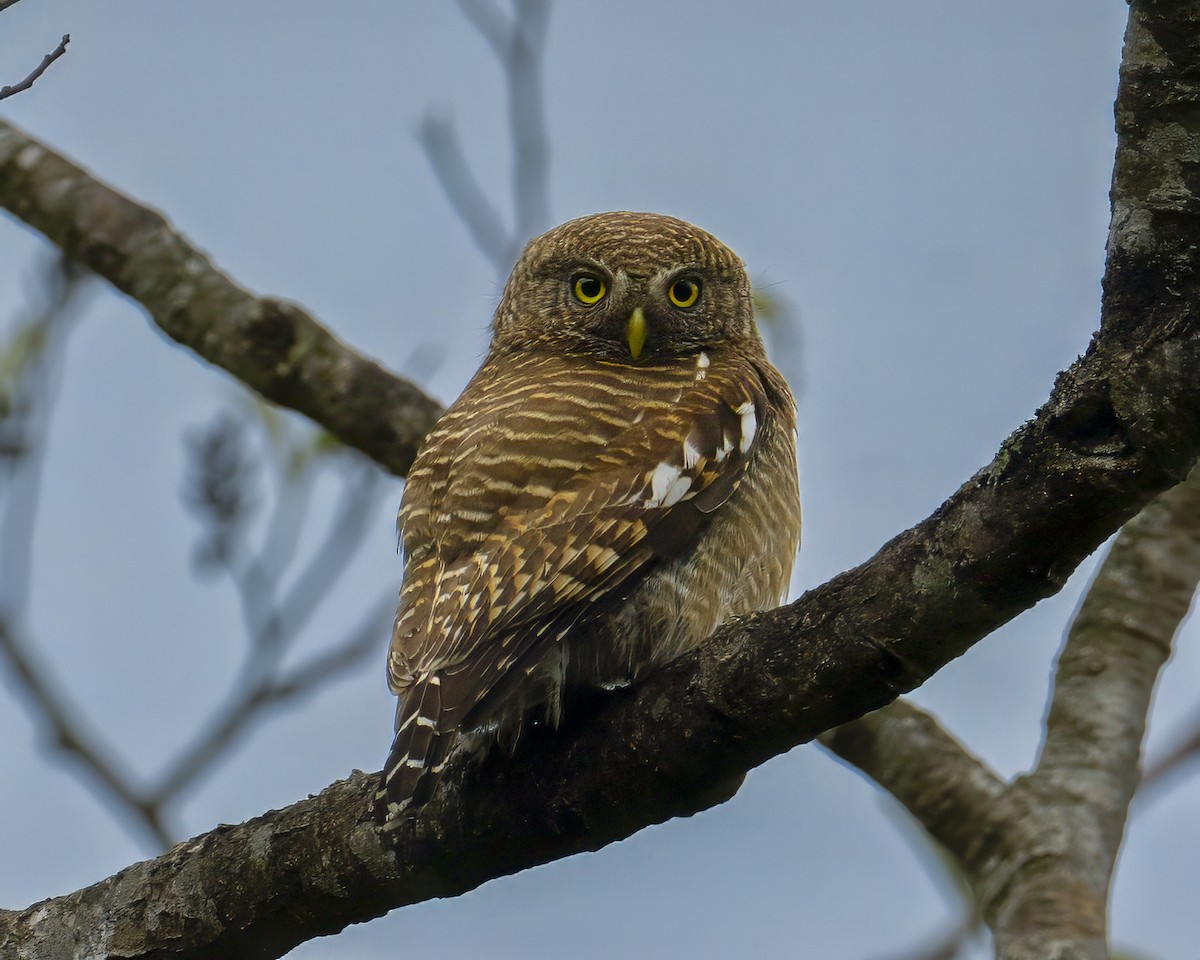 Asian Barred Owlet - ML635354588