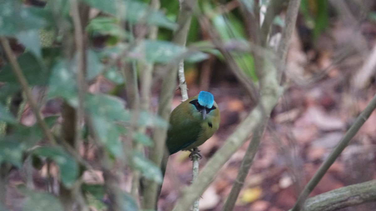 Blue-capped Motmot - ML635354624