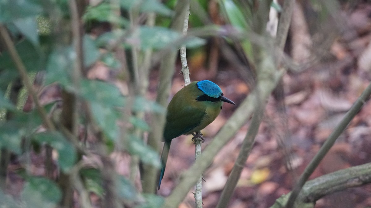 Blue-capped Motmot - ML635354626