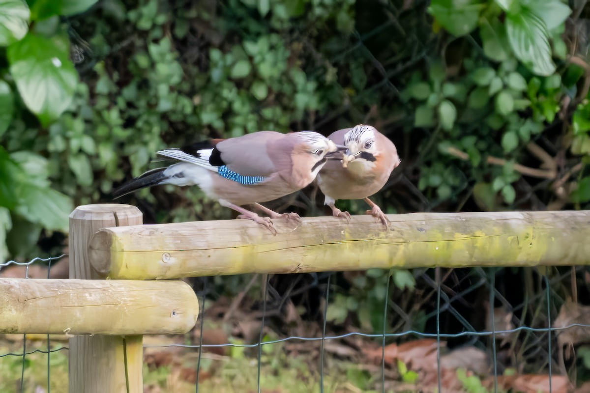 Eurasian Jay - ML635354651