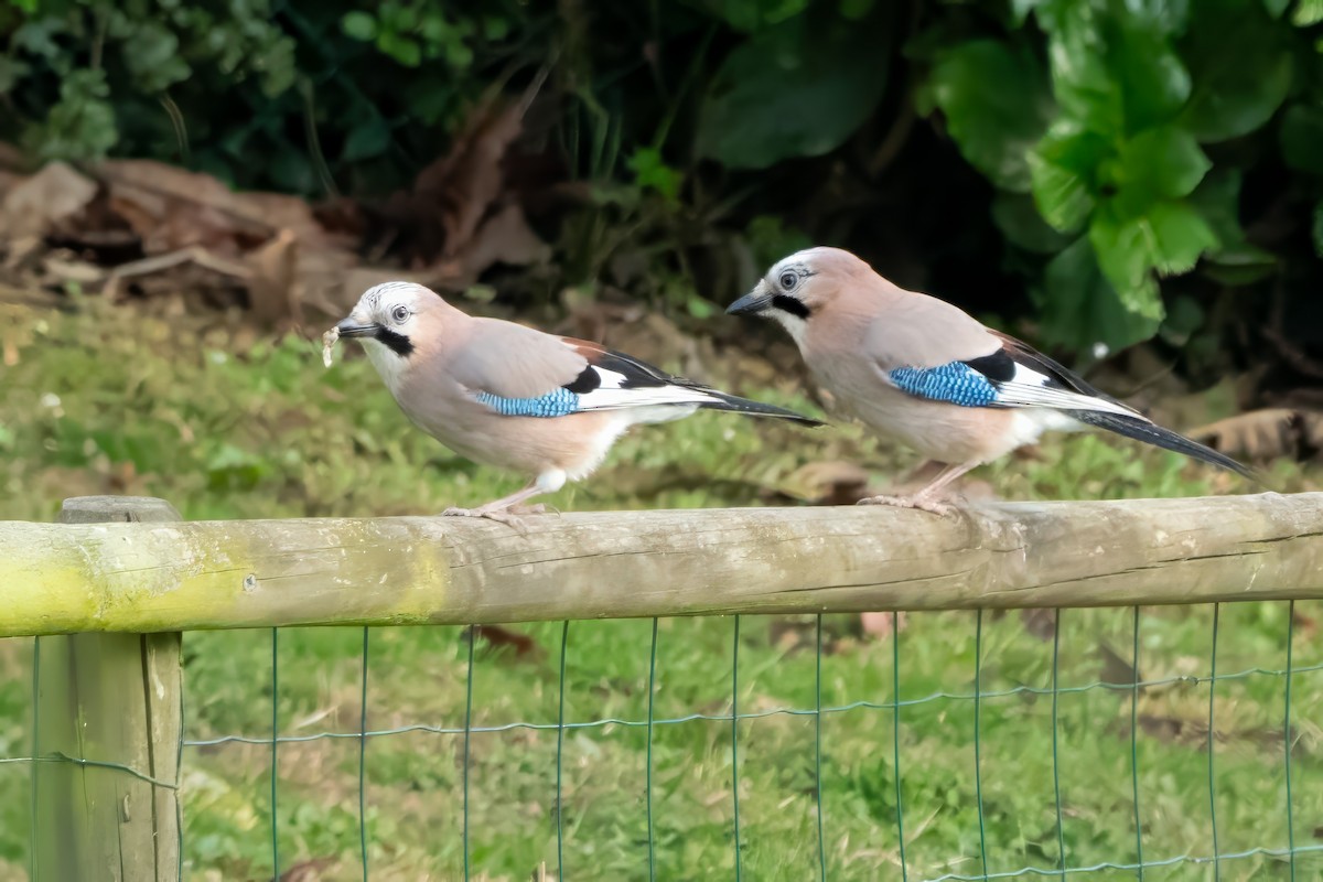 Eurasian Jay - ML635354652