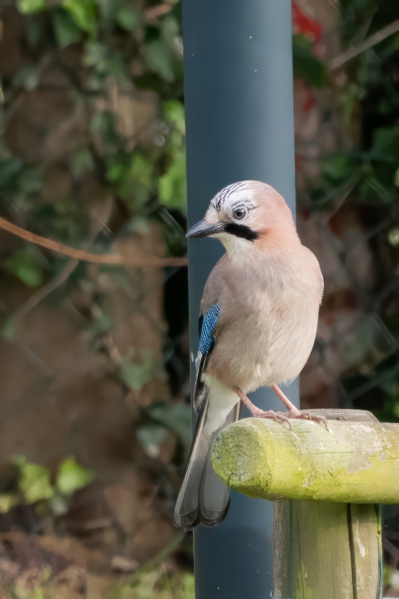 Eurasian Jay - ML635354654